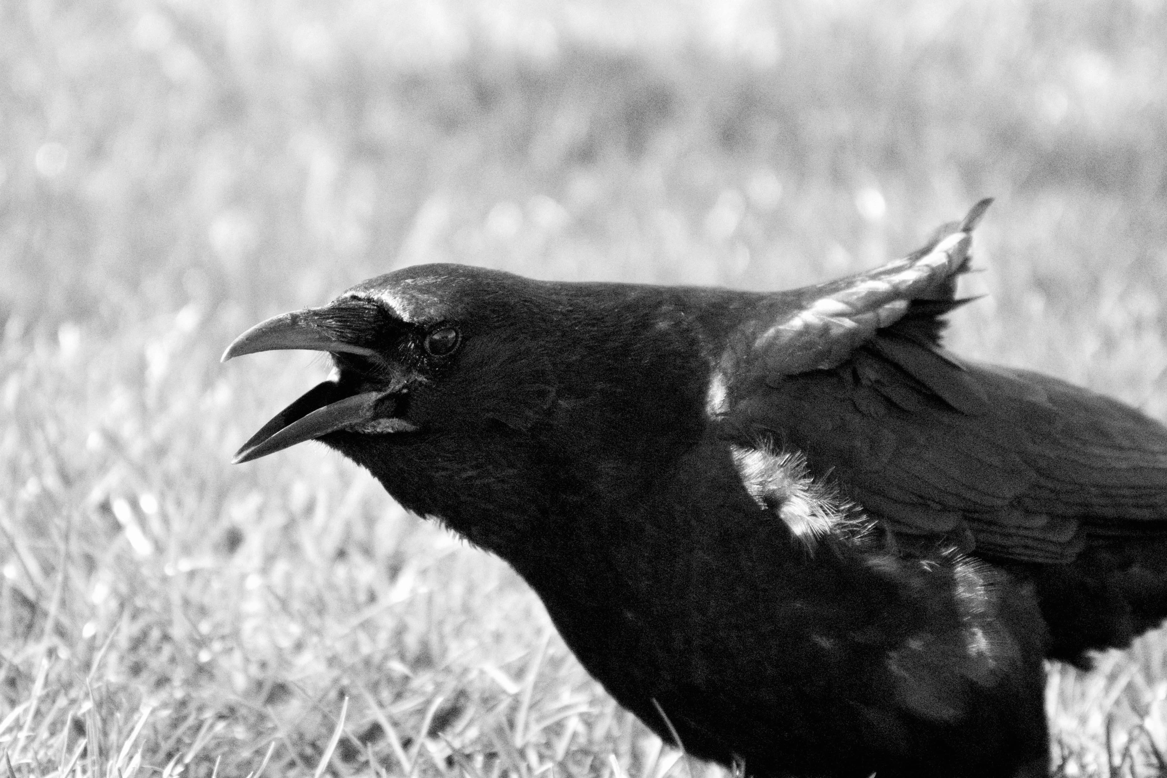 Angry Crow