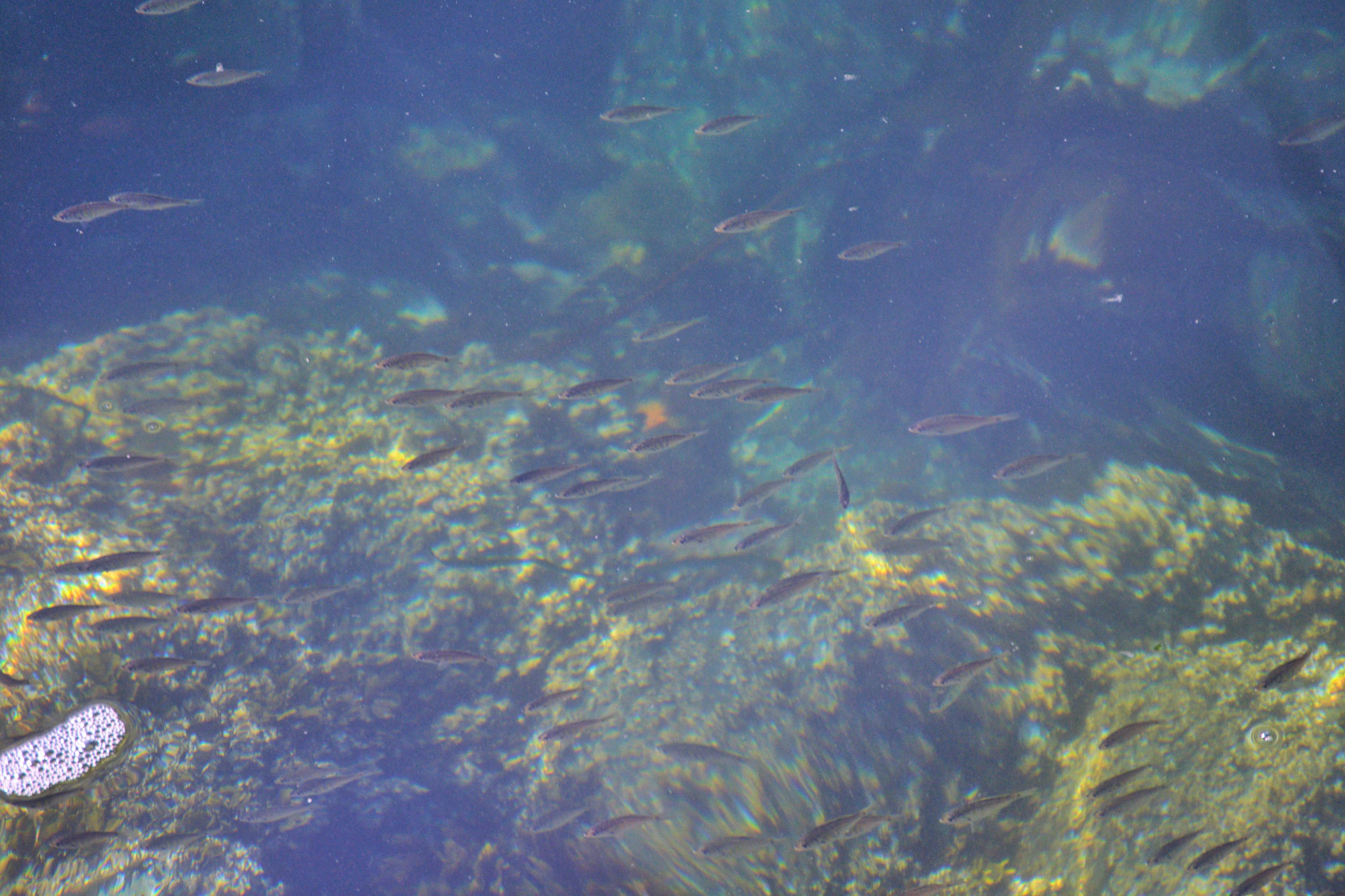 School of fish
