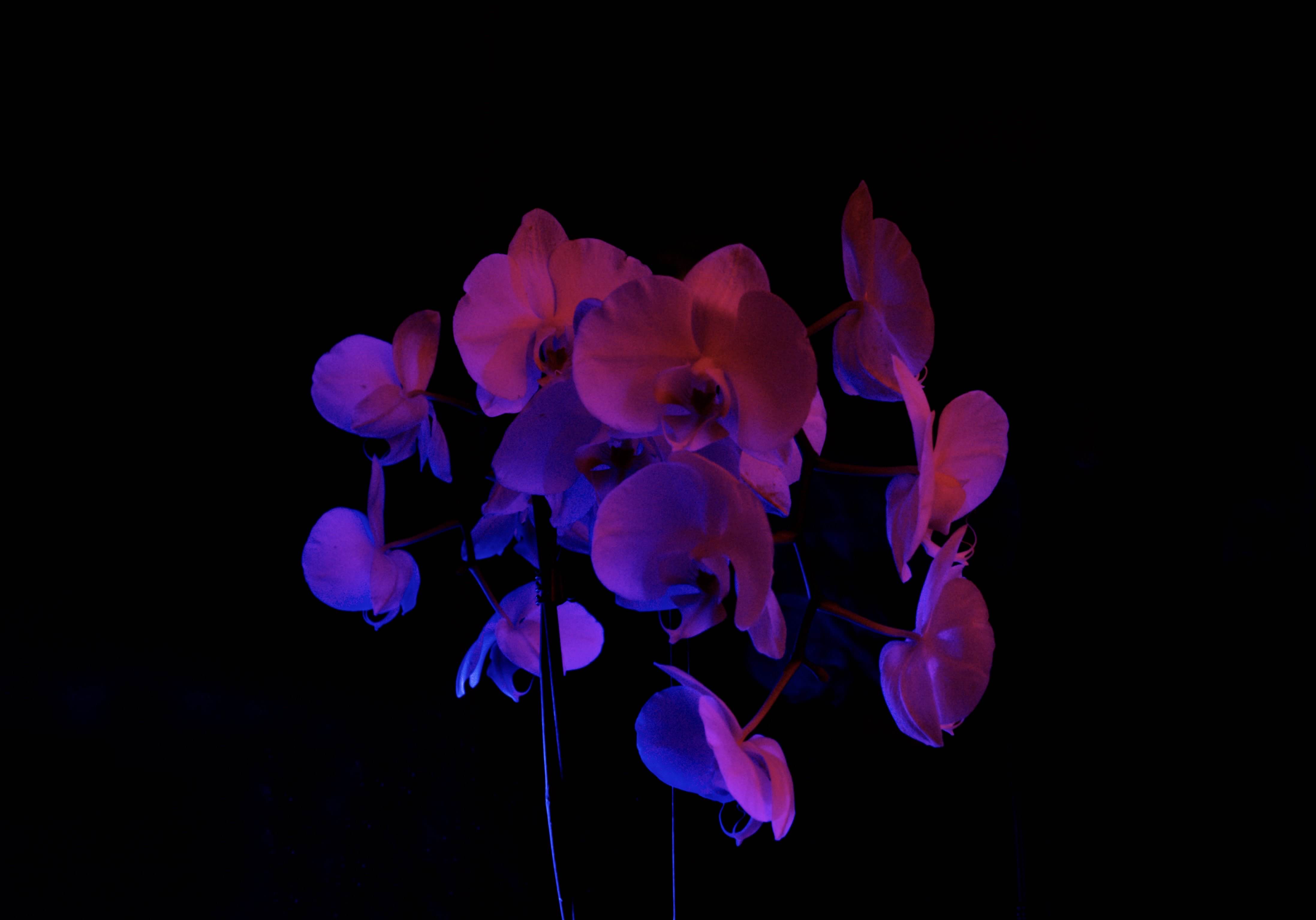 Experimental Orchid