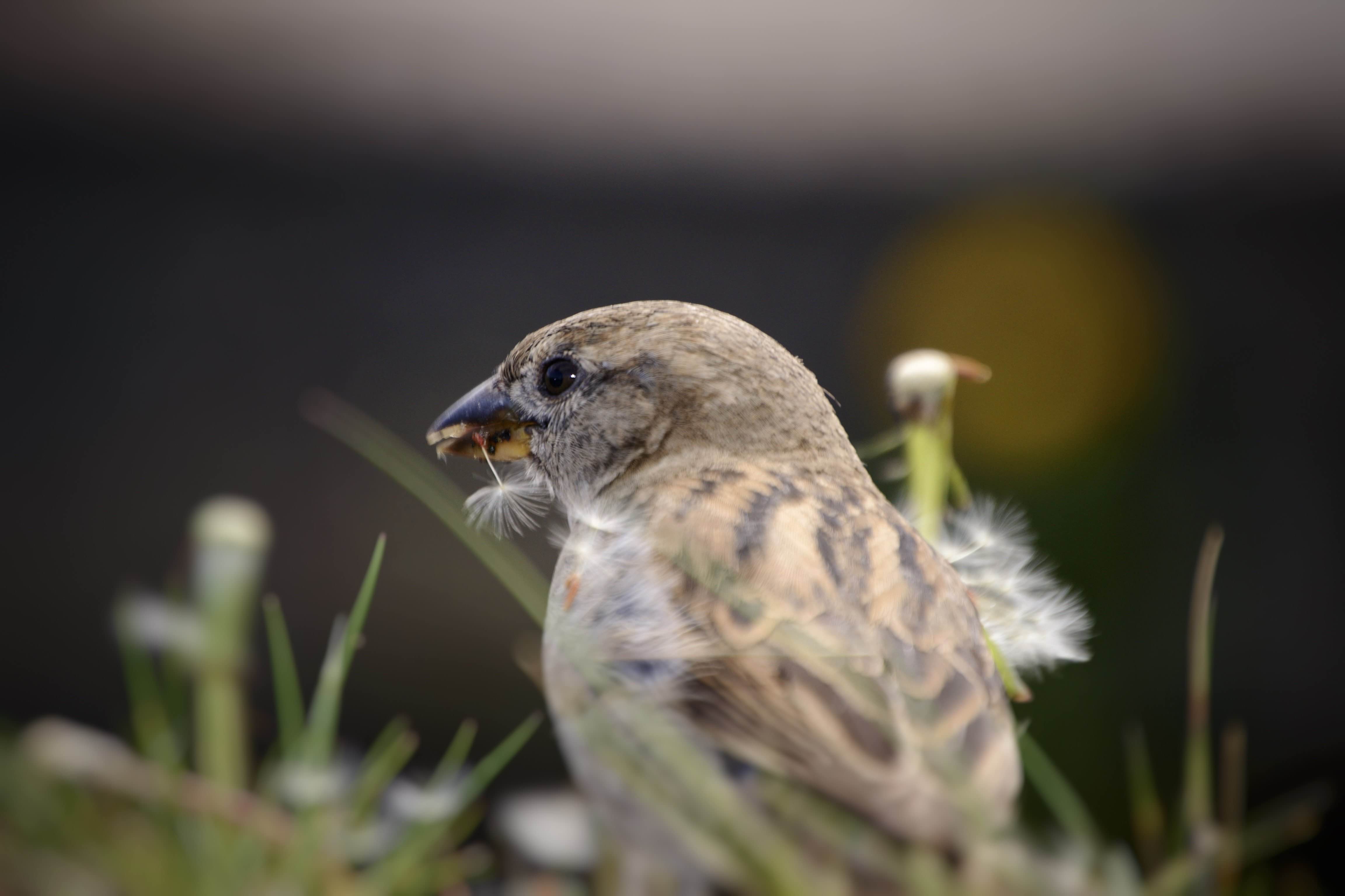 Sparrow