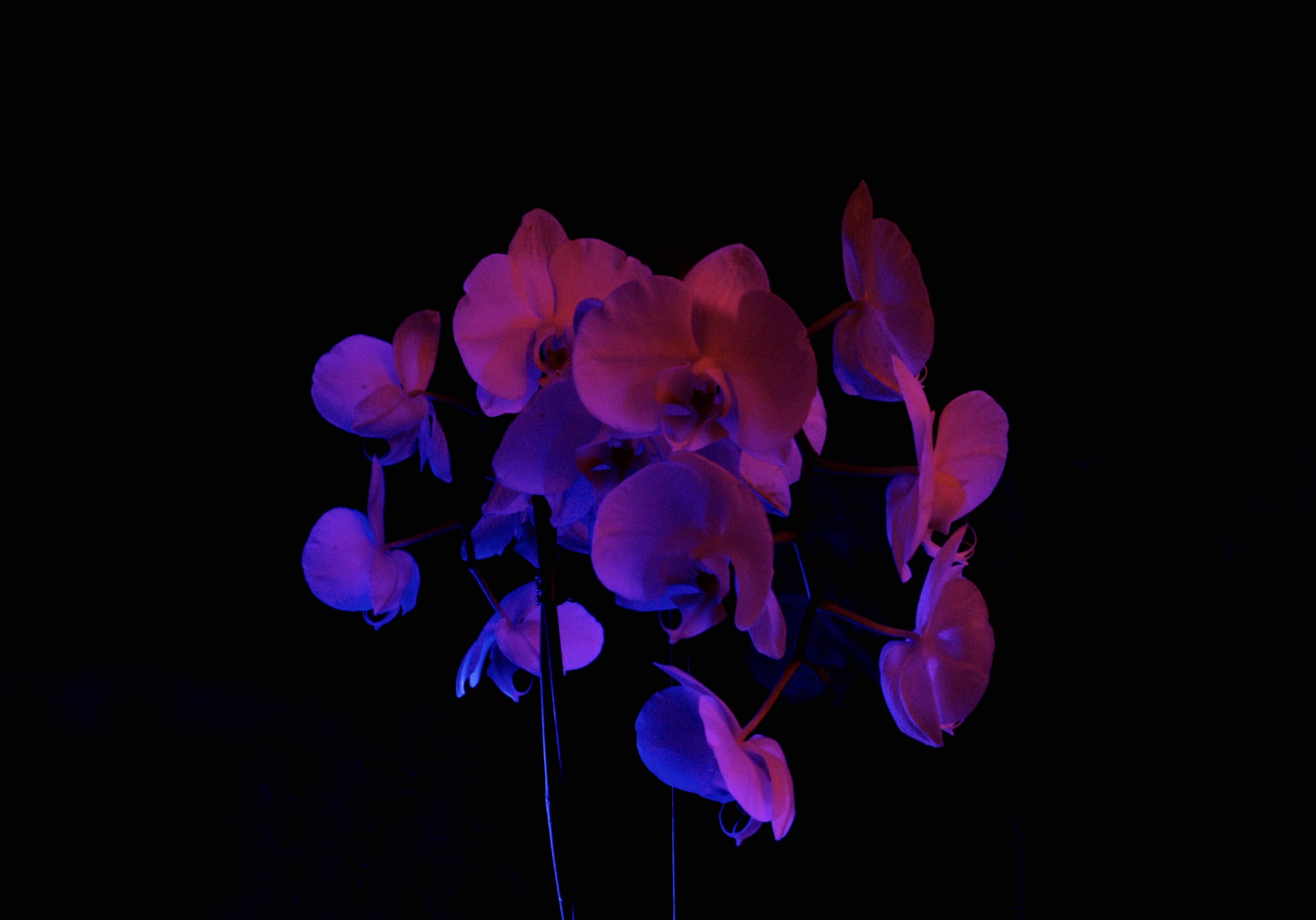 Experimental Orchid