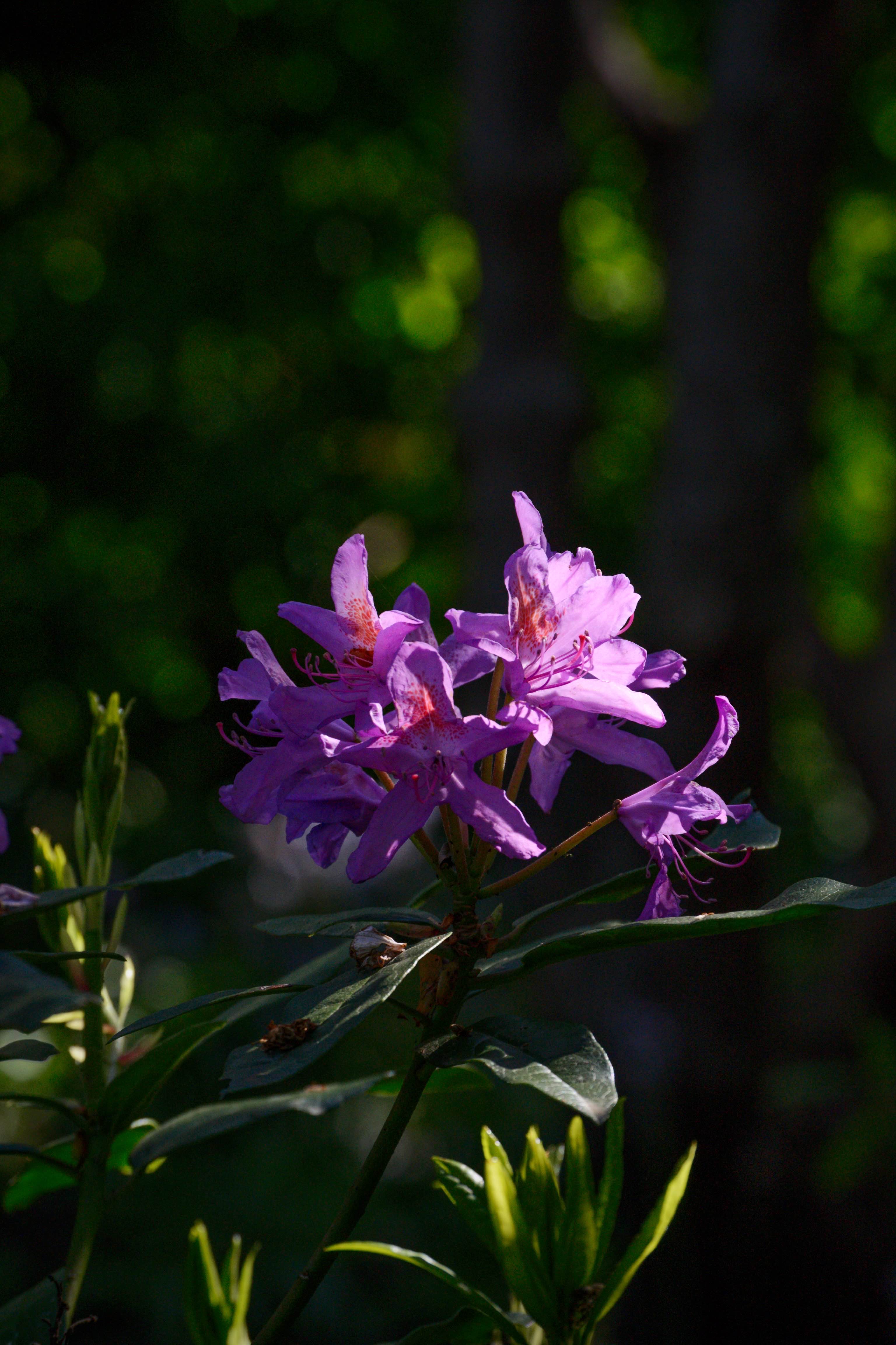 Rhododendron Branch